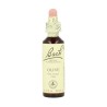 FLOR BACH olive 20 ml Nº23