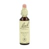 FLOR BACH walnut 20 ml Nº33